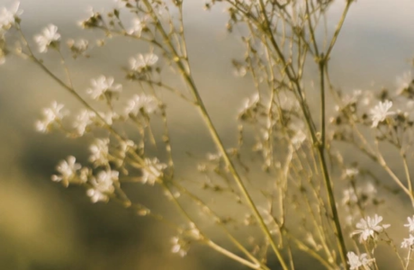 Baby's-breath wildflowers in soft golden light